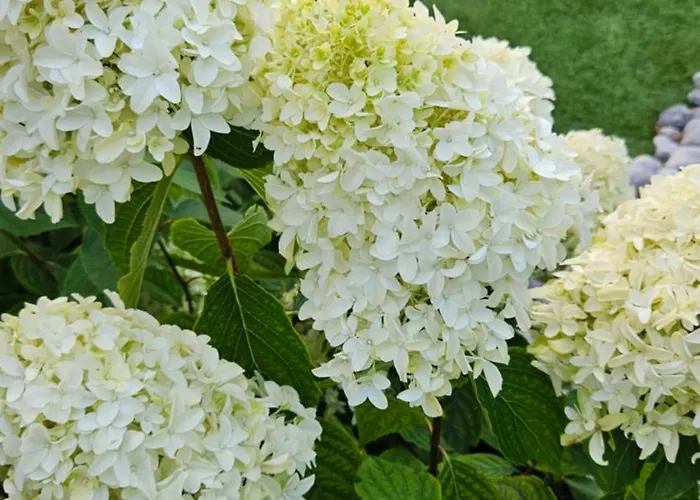 Βίλα Maison Flo *